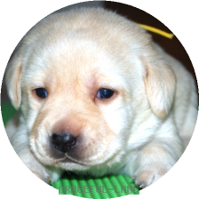男の子(イエロー母犬ルイザ)